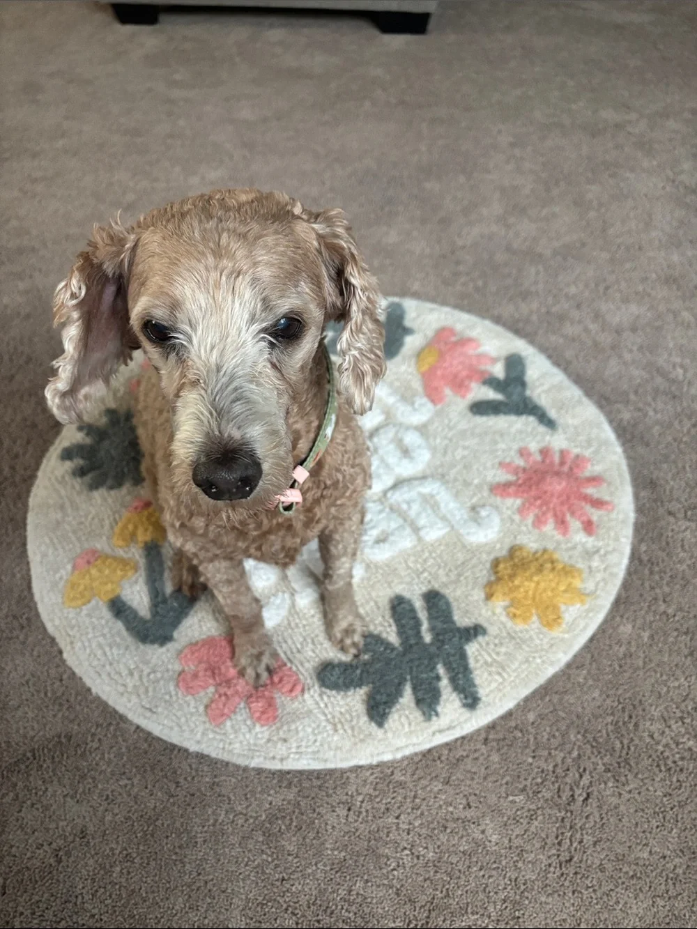 Round Floral 'Fresh & So Clean' Accent Rug - Cream with Pink, Yellow & Green